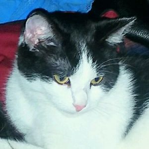 Meet your Posher, Robin